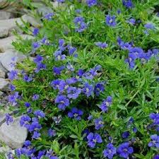 Dampiera 'Cobalt Mound' features a dense cluster of blue flowers and green leaves in a 6" pot, complemented by small rocks.