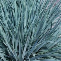 A dense cluster of tall, slender Dianella 'Blue Stream™' with pointed leaves in a 6" pot, evoking a green oasis.