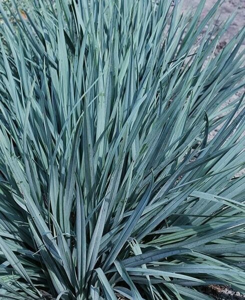 A dense cluster of tall, slender Dianella 'Blue Stream™' with pointed leaves in a 6" pot, evoking a green oasis.