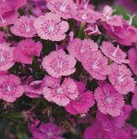 Close-up of vibrant Dianthus 'Jolt Pink' flowers with ruffled petals, nestled in green foliage. Perfect for any garden, these stunning blooms come in a 4" pot, ready to bring a burst of color to your outdoor space.