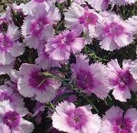 A charming cluster of pink and white Dianthus 'Lavender' flowers with jagged petals thriving together in a 4" pot.