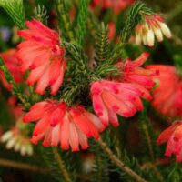 The Erica 'Red Hairy Heath' features red and white trumpet-shaped flowers among lush green foliage, ideal for garden or patio displays in a 6" pot.