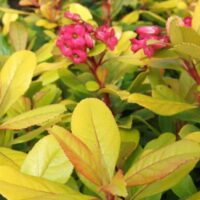 The Escallonia 'Gold Ellen' in a 6" pot showcases its vibrant pink flowers amidst lush green and yellow leaves, emphasizing its beauty.