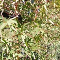 A dense cluster of green eucalyptus leaves with red stems, resembling the vibrant Eucalyptus 'Red Spotted Gum,' is ideal for a 16" pot.