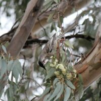 A bird perches on a Eucalyptus 'Grey Box' 16" Pot branch, feeding on its delicate flowers.
