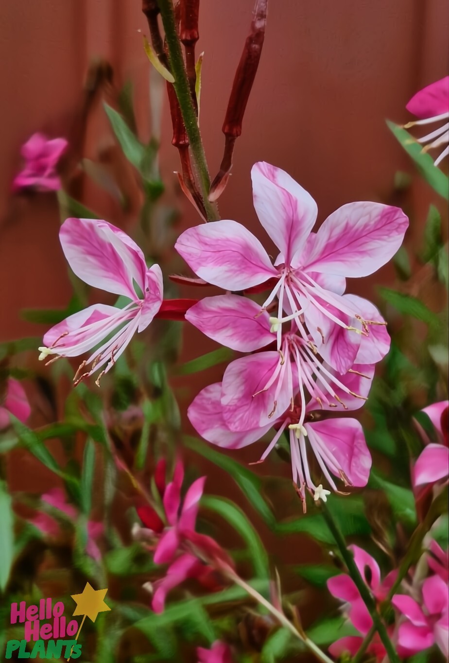 Pink Gaura 'Candy Stripe' flowers with long stamens and slender petals pop against a blurred background, while green leaves are nestled in a decorative pot. The "Hello Hello PLANTS" logo is displayed in the bottom left corner.