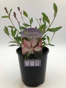 Gaura 'Candy Stripe' 6" Pot - Image 2