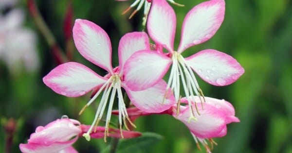 Close-up of Gaura 'Candy Stripe' pink and white flowers with long stamens, adorned with dew drops, set against a lush green blurred background, thriving elegantly in a 6" pot.