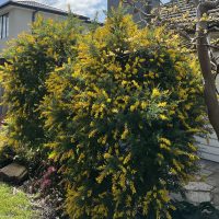 A large shrub with abundant yellow flowers is in front of a house with a grey roof. Some garden plants, including a 6" pot of Strelitzia 'Giant Bird of Paradise', and a pathway are visible in the foreground.