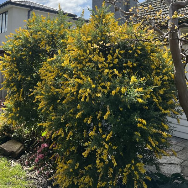 A large shrub with abundant yellow flowers is in front of a house with a grey roof. Some garden plants, including a 6" pot of Strelitzia 'Giant Bird of Paradise', and a pathway are visible in the foreground.