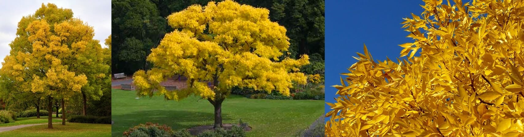 Fraxinus 'Golden Ash' Tree - Image 3