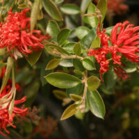 Close-up of a Grevillea 'Ruby Jewel' PBR in a 6" pot, featuring vibrant clusters of ruby red flowers amidst lush green foliage.