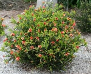 Grevillea 'Winter Flame' PBR 8" Pot - Image 2
