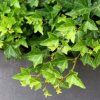A close-up of Hedera 'Pittsburgh' Ivy 5" pot shows verdant leaves with pointed tips against a muted gray background.