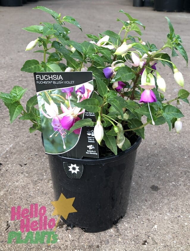 Fuchsia Fuchsita® 'Blush Violet' 6" Pot - Image 2