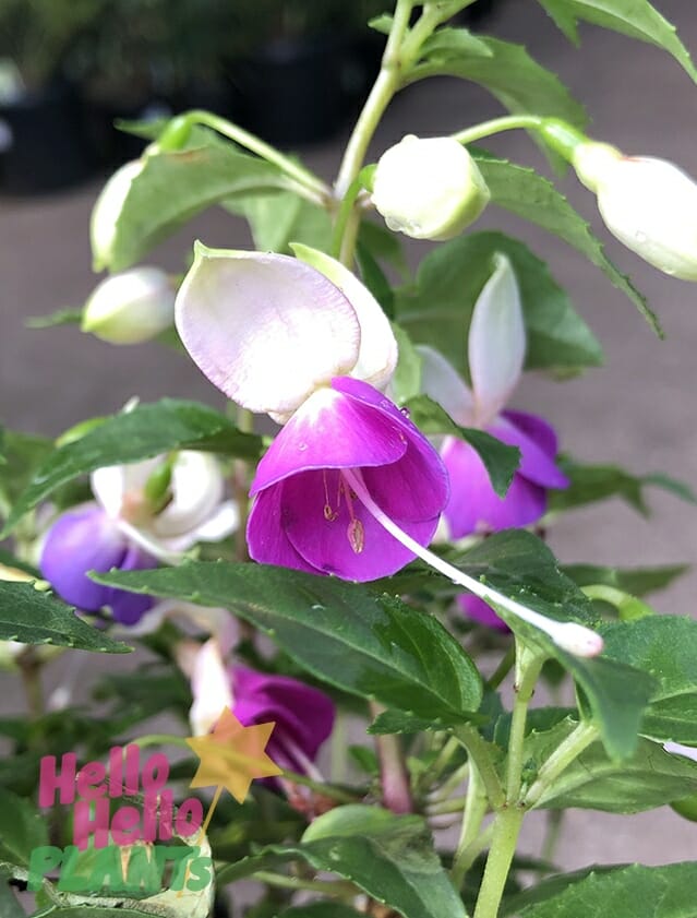 Fuchsia Fuchsita® 'Blush Violet' 6" Pot - Image 3