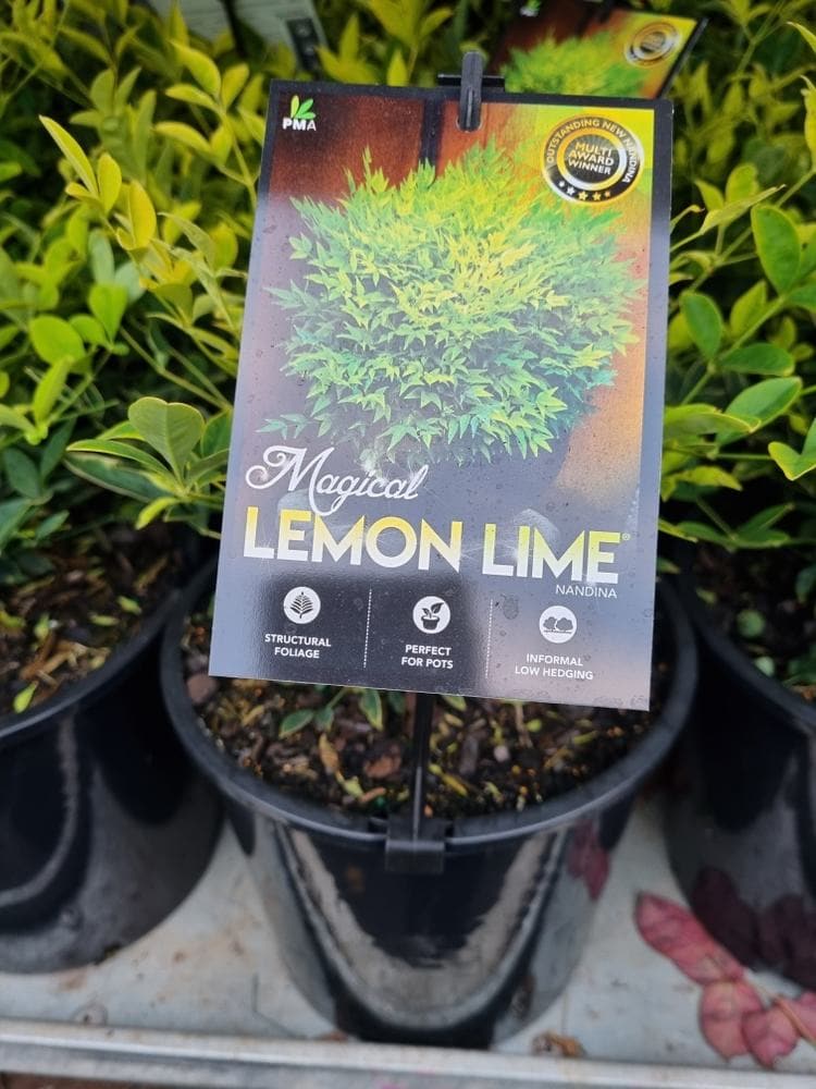 Nandina 'Lemon and Lime' 8" Pot - Image 7