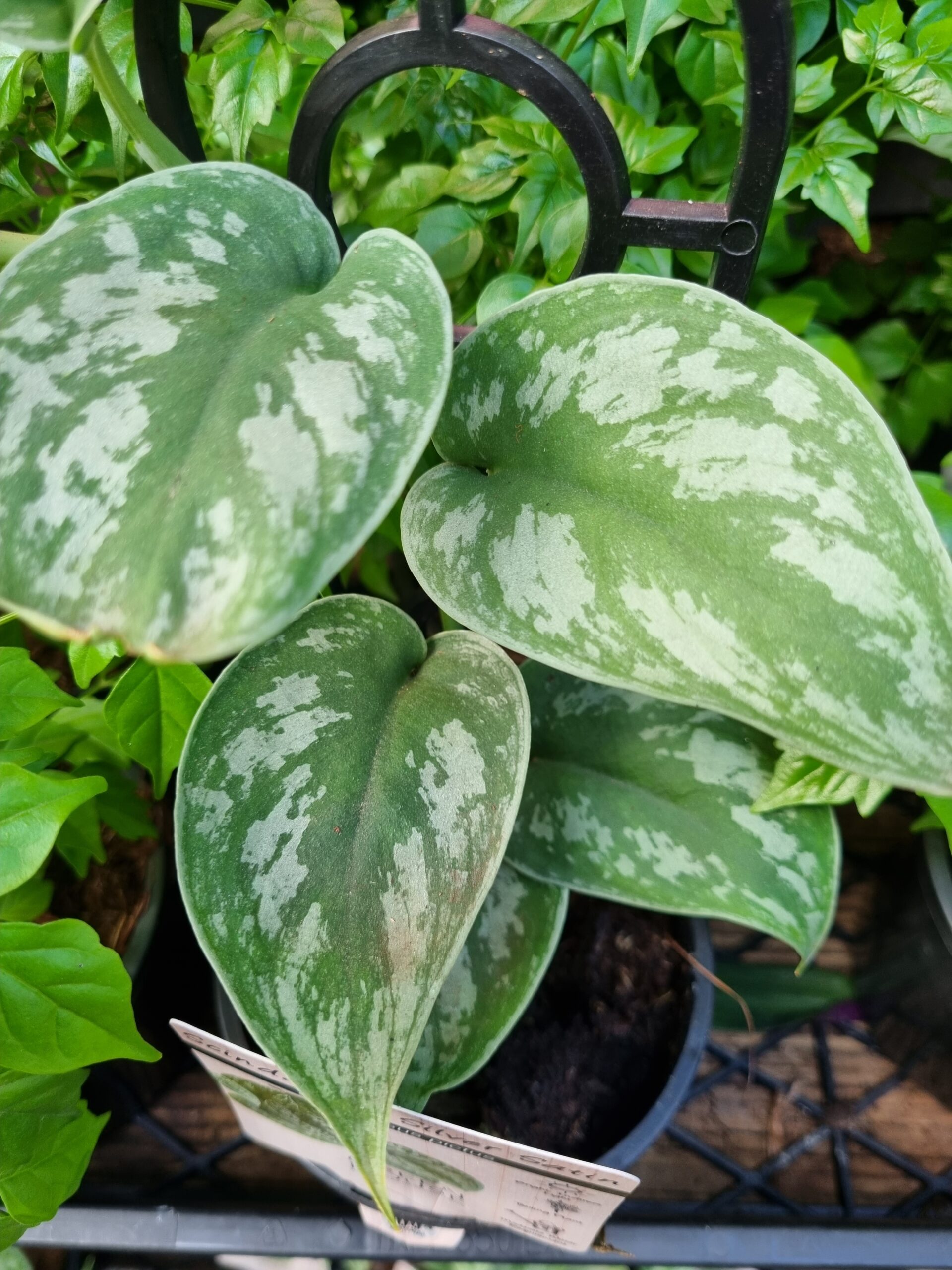 Epipremnum 'Silver Satin' Devil's Ivy 8" (Hanging Basket) - Image 3
