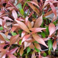 Close-up of Acmena 'Forest Flame' Lilly Pilly in an 8" pot, displaying narrow, pointed leaves in vibrant reddish-pink shades with green highlights underneath.