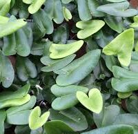 Clusters of heart-shaped green leaves form a lush carpet on the ground, echoing the delicate beauty of Hemionitis 'Heart Fern' 6" Pot foliage.