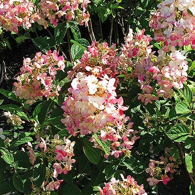 Clusters of Hydrangea 'Pink Diamond' flowers, blooming in pink and white with lush green leaves, bask gracefully in the sunlight. Planted in an 8" pot, these beauties add elegance to any garden setting.