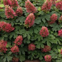 The Hydrangea 'Ruby Slippers' in an 8" pot features clusters of pink flowers, beautifully offset by lush green leaves.