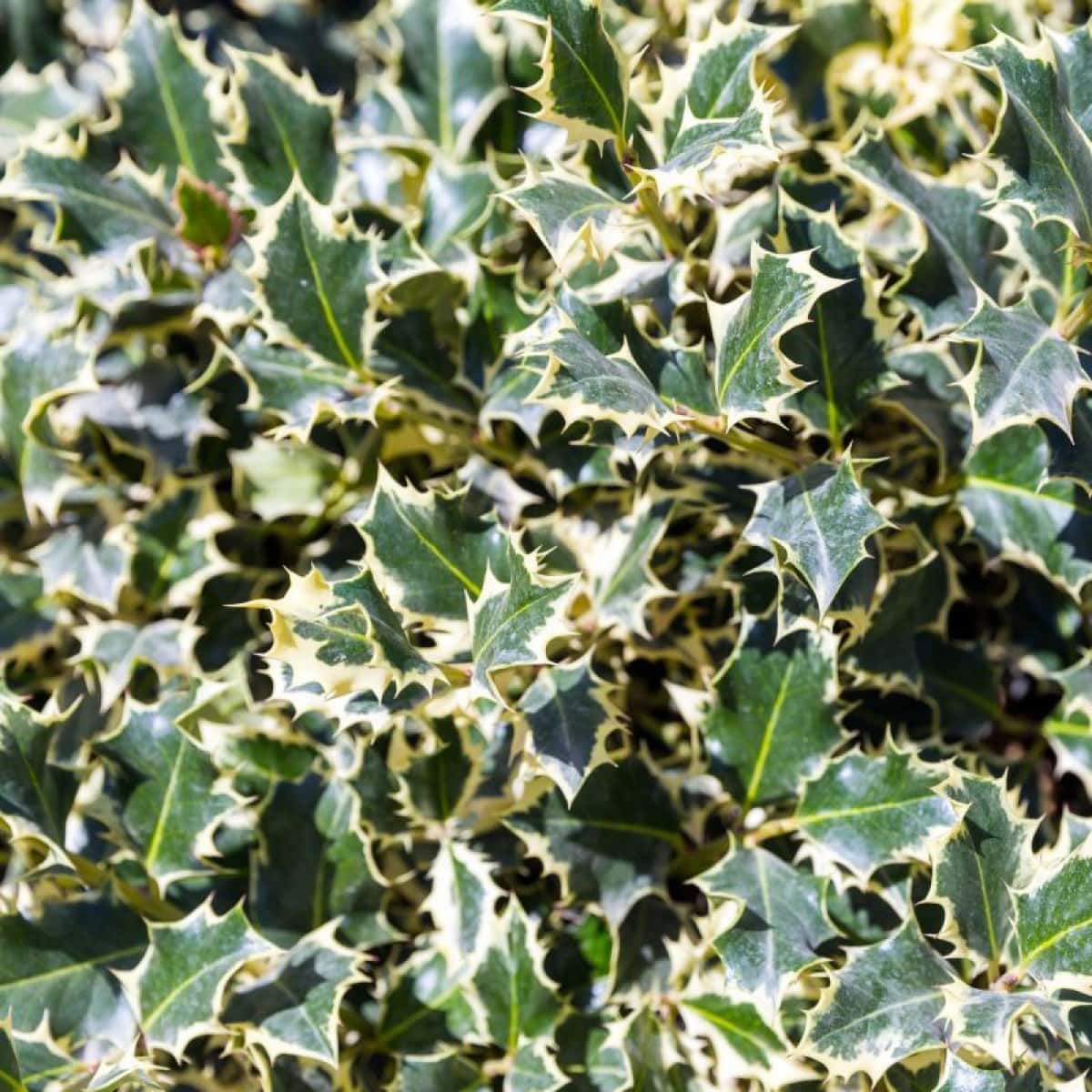 Ilex 'Silver Queen' Holly 8" Pot - Image 3