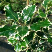 A close-up captures the striking beauty of Ilex 'Silver Queen' Holly, showcasing its glossy green leaves with cream-colored edges and sharp, spiky points.