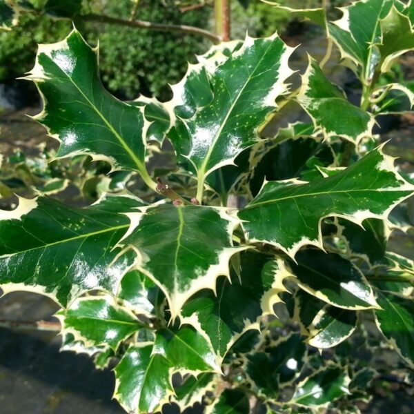 A close-up captures the striking beauty of Ilex 'Silver Queen' Holly, showcasing its glossy green leaves with cream-colored edges and sharp, spiky points.