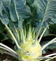 A Kohlrabi 4" Pot features a round, pale green bulb and long leafy stems, flourishing in a garden as its foliage spills elegantly.