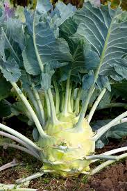 A Kohlrabi 4" Pot features a round, pale green bulb and long leafy stems, flourishing in a garden as its foliage spills elegantly.