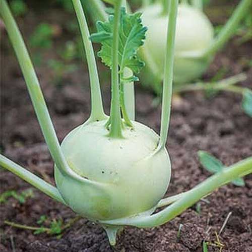 Kohlrabi 4" Pot - Image 2