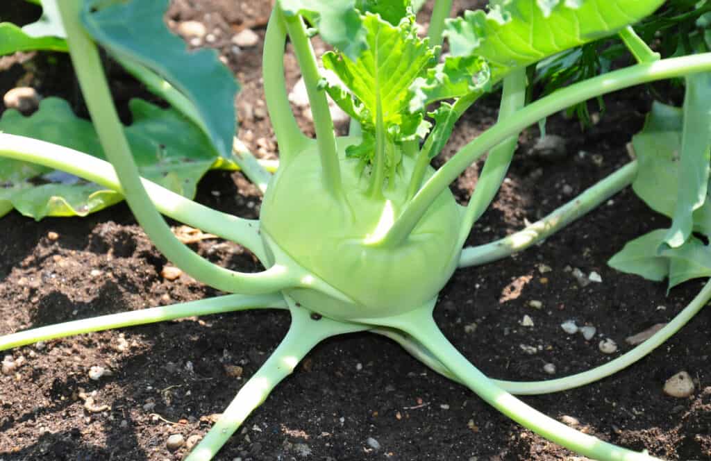 Kohlrabi 4" Pot - Image 3