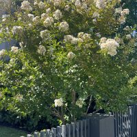 A flowering tree with white blossoms stands behind a dark gray fence, displaying lush green leaves under a clear blue sky. Nearby, a Strelitzia 'Giant Bird of Paradise' in a 6" pot enhances the vibrant scene with tropical flair.