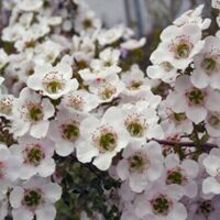 A close-up of a cluster of small white Leptospermum 'Cherish' flowers with green centers and pink accents, blooming on branches with a blurred background. These blossoms can thrive in a 6" pot.
