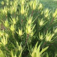 A row of Leucadendron 'Golden Mitre' plants, with yellow-tipped greenery, graces a grassy area, bathing in sunlight, showcasing their elegance.