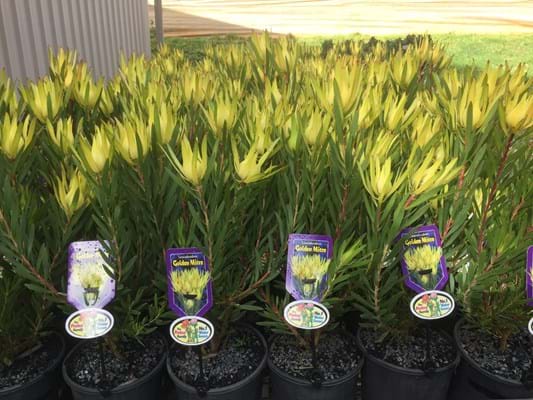 Leucadendron 'Golden Mitre' - Image 2