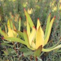 Close-up of a Leucadendron 'Oriental Blush' in an 8" pot with pointed red-tipped petals and lush green foliage.