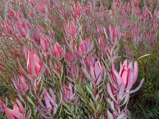 Leucadendron 'Red Countess' - Image 2