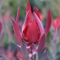 Close-up of a Leucadendron 'Red Countess' in an 8" pot with long, pointed petals against a blurred green background.
