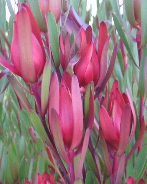 The Leucadendron 'Silvan Red' 8" Pot boasts elongated red and green leaves densely packed together.