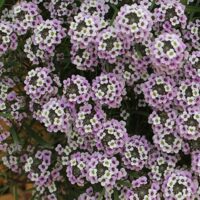 Close-up of Lobularia 'Blushing Princess' Sweet Alyssum in a 6" pot, featuring clusters of small, light pink flowers with lush green leaves.