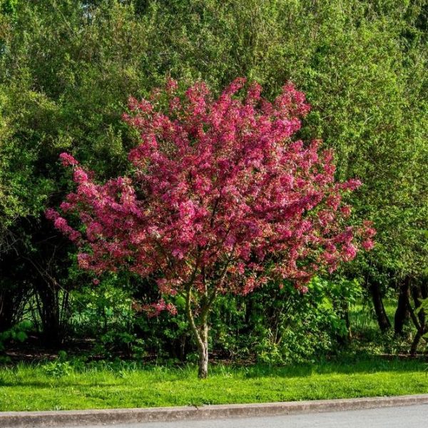 A Wisteria 'Violacea Plena' with bright mauve blossoms stands by the roadside, surrounded by greenery and backdropped by dense bushes.
