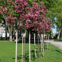 A row of Wisteria 'Violacea Plena' Mauve, each in an 8" pot and supported by wooden stakes, stands on a green lawn near a walkway in a park.