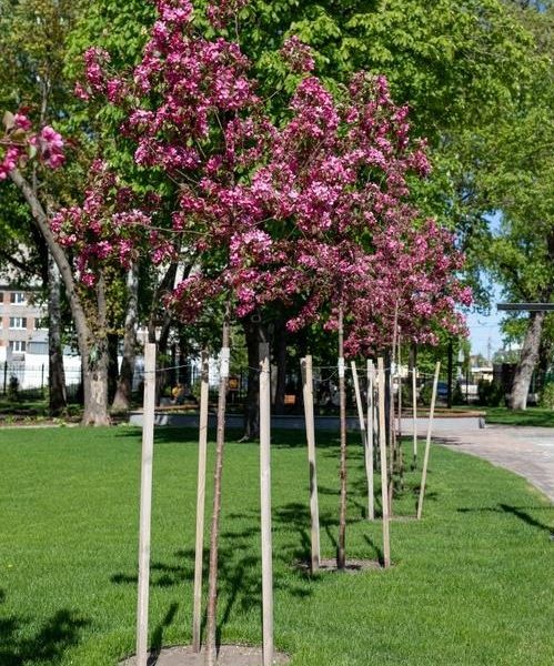 A row of Wisteria 'Violacea Plena' Mauve, each in an 8" pot and supported by wooden stakes, stands on a green lawn near a walkway in a park.