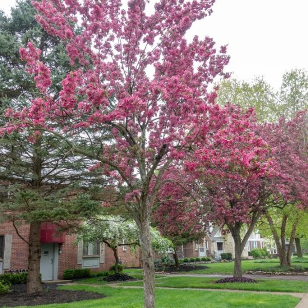 Sidewalk lined with blooming pink cherry blossom trees, Wisteria 'Violacea Plena' Mauve cascading down from the brick residences in the background, and green grass blanketing the ground.