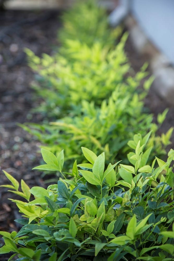 Nandina 'Lemon and Lime' 8" Pot - Image 3
