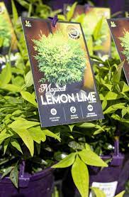 Nandina 'Lemon and Lime' 8" Pot - Image 4