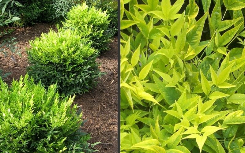Nandina 'Lemon and Lime' 8" Pot - Image 5