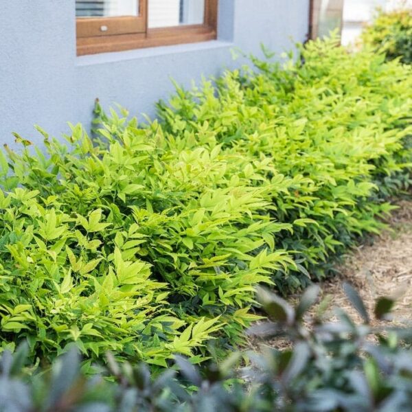 Nandina Lemon and Lime with no red foliage for a modern look